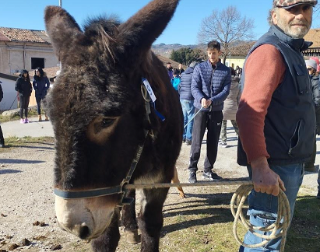 Paganica - Domenica c’è la festa di Sant’ Antonio Abate con la benedizione degli animali